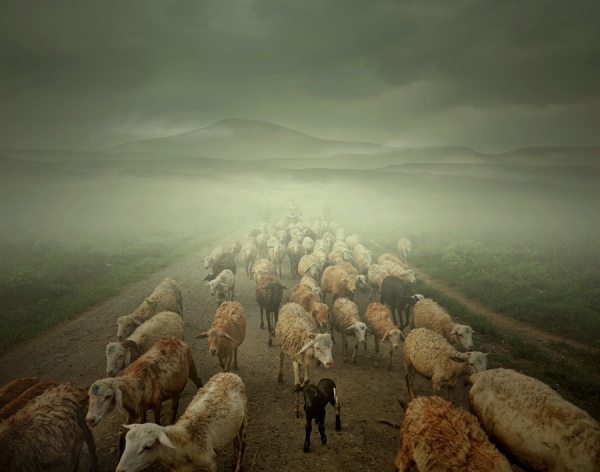 Photograph Teuku Jody Zulkarnaen Shepherd on One Eyeland